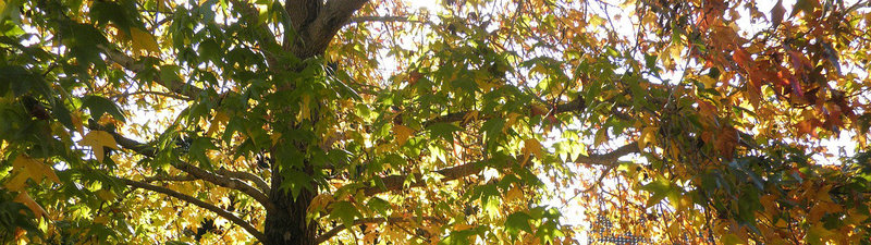 Autumn tree leaves changing colour